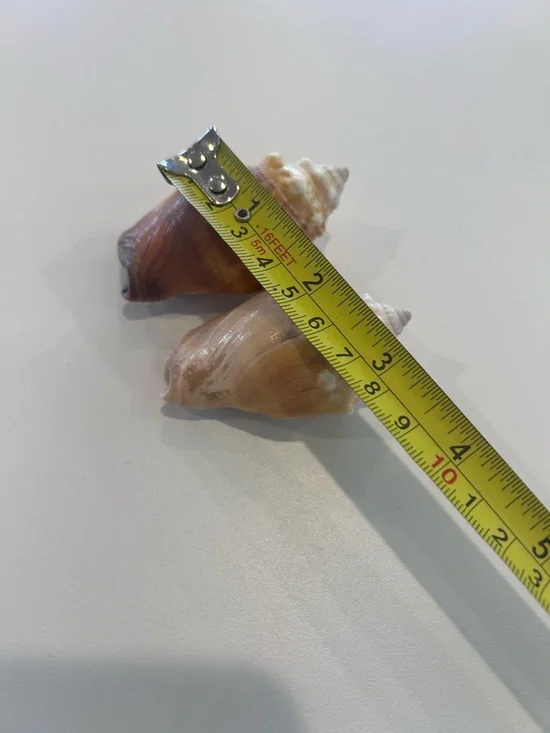 Two (2) Beautiful Shells - Picture 4 of 5